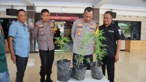 Anggota Polres Lumajang Temukan Tanaman Ganja di Lahan Perhutani