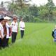 Beras Organik Banyuwangi Memasuki Pasar Nasional