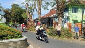 Dinas PU CKPP Banyuwangi Antisipasi Bahaya di Musim Hujan dengan Melakukan Pemangkasan Pohon Rimbun