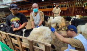 Dispertan Banyuwangi Cek Kesehatan Hewan Kurban Menjelang Idul Adha