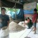 Babinsa Koramil 08/Tiga Binanga Membantu Petani Kemiri di Desa Kem Kem