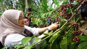 Lindungi Identitas Asli, Kopi Robusta Banyuwangi dalam Proses Verifikasi Indikasi Geografis