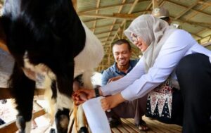 Kembangkan Usaha Peternakan Kambing Perah Jadi Inspirasi Anak Muda Banyuwangi
