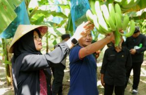Pisang Cavendish Menjadi Andalan Petani Banyuwangi