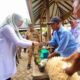 Pemkab Banyuwangi Latih Peternak Membuat Pakan Fermentasi untuk Atasi Kekurangan Pakan