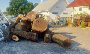 BPKAD Banyuwangi Terima Titipan Kayu Gelondongan