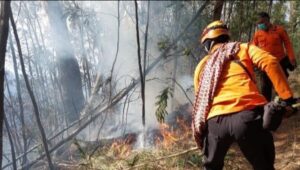 BPBD Lumajang Terus Berupaya Memadamkan Kebakaran Hutan TNBTS