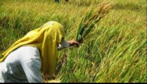 Bulog Sumut Kesulitan Serap Cadangan Beras Pemerintah Akibat Perbedaan Harga Pembelian
