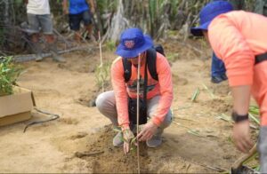 Peringati Hari Ozon Sedunia, Pusat Studi Lingkungan Hidup UGM Tanam Mangrove di Banyuwangi