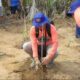 Peringati Hari Ozon Sedunia, Pusat Studi Lingkungan Hidup UGM Tanam Mangrove di Banyuwangi