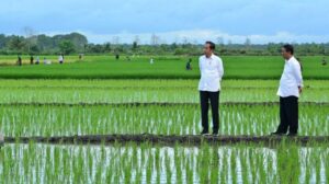 Siapa Bilang Food Estate Di Papua Gagal, LSM SGI: Food Estate Di Papua Berpotensi Baik