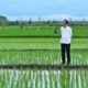 Siapa Bilang Food Estate Di Papua Gagal, LSM SGI: Food Estate Di Papua Berpotensi Baik