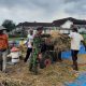 Babinsa Koramil Glenmore Bantu Petani Panen Padi di Desa Karangharjo