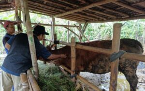 Banyuwangi Genjot Produktivitas Sapi Indukan Melalui Program SMS PISAN