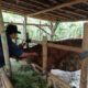 Banyuwangi Genjot Produktivitas Sapi Indukan Melalui Program SMS PISAN