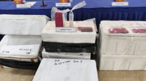 Polisi Bersama KKP Lepasliarkan Barang Bukti Benih Lobster Hidup ke Laut Setelah Gagalkan Penyelundupan