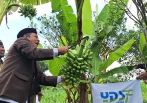 Yayasan Dana Sosial Al Falah Gelar Panen Raya Pisang Mas Kirana di Banyuwangi
