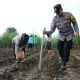 Polresta Malang Kota Dukung Program Swasembada Pangan dengan Penanaman Bibit Jagung dan Cabai