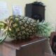 Petani Nanas Madu di Banyuwangi Dirugikan Akibat Lahan yang Ditanami Dijual Pemiliknya