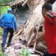 Akibat Hujan Deras Disertai Angin Kencang, Pohon Kelapa Tumbang Menimpa Rumah Warga