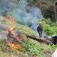 Polisi Musnahkan Ladang Ganja Seluas 1,5 Hektar di Bukit Tor Sihite, Mandailing Natal