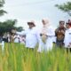 Panen Raya padi biofortifikasi di Desa Alas Malang, Kecamatan Singojuruh