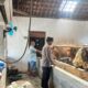Polresta Banyuwangi Dorong Ketahanan Pangan Lewat Program Peternakan Sapi Warga Desa