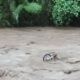 motor korban hanyut saat banjir sungai Badeng songgon