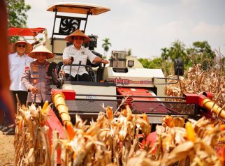 Panen Raya Jagung Serentak Kuartal III 2025 di Kabupaten OKU Timur