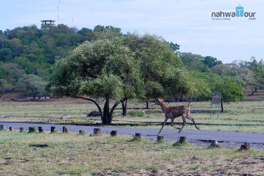 Aktivitas Utama yang Bisa Dilakukan di Taman Nasional Baluran Banyuwangi