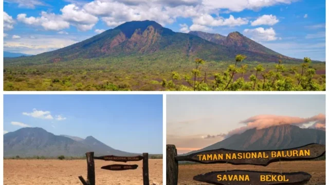 Taman Nasional Baluran Banyuwangi: Sejarah, Geografi, dan Ekosistem