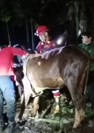 Damkarmat Banyuwangi Selamatkan Sapi Terperosok di Sumur 12 Meter