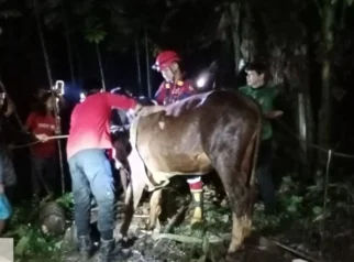 Damkarmat Banyuwangi Selamatkan Sapi Terperosok di Sumur 12 Meter