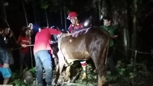 Damkarmat Banyuwangi Selamatkan Sapi Terperosok di Sumur 12 Meter
