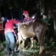 Damkarmat Banyuwangi Selamatkan Sapi Terperosok di Sumur 12 Meter