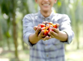 Harga Fresh Fruit Bunch di Kalimantan Naik, Dukungan pada Petani dan Pasar Global