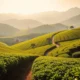 Kebun Teh di Wilayah Banyuwangi: Sebuah Destinasi Wisata yang Menarik