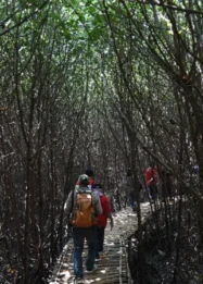 Kegiatan trekking di Hutan Mangrove Banyuwangi: Apa yang Membuatnya Spesial?