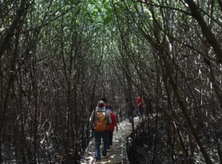 Kegiatan trekking di Hutan Mangrove Banyuwangi: Apa yang Membuatnya Spesial?