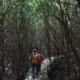 Kegiatan trekking di Hutan Mangrove Banyuwangi: Apa yang Membuatnya Spesial?