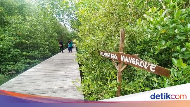 Manfaat Kegiatan Trekking di Hutan Mangrove Banyuwangi bagi Kesehatan dan Lingkungan