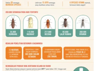 Memahami Serangga di G-Land