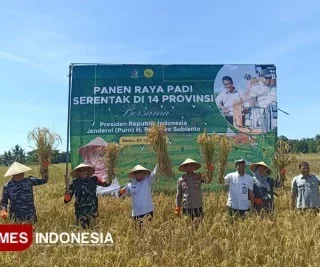 Panen Raya MT1 di Banyuwangi Capai 160.239 Ton, Perkuat Posisi Lumbung Pangan Nasional
