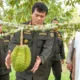 Strategi Durian Indonesia Buka Pasar China Senilai Rp137 Triliun