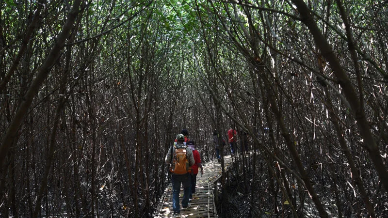 Waktu Terbaik untuk Melakukan Kegiatan Trekking di Hutan Mangrove Banyuwangi