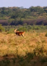 Wisata edukasi tentang satwa di Taman Nasional Baluran: Apa yang Ditawarkan?