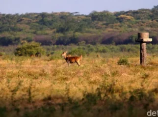 Wisata edukasi tentang satwa di Taman Nasional Baluran: Apa yang Ditawarkan?