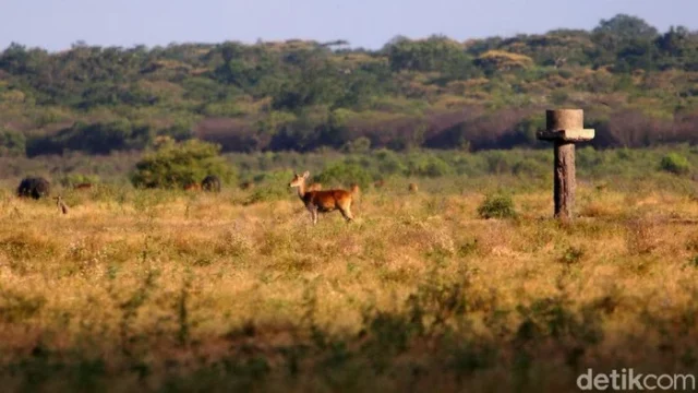 Wisata edukasi tentang satwa di Taman Nasional Baluran: Apa yang Ditawarkan?
