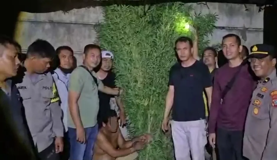 Satresnarkoba Polresta Deli Serdang Ungkap Dugaan Ladang Ganja