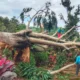 Angin Kencang Tumbangkan Pohon di Curahdami